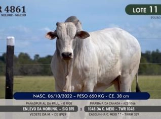 Touro Nelore P.O. TWR 4861 - Genética Campeã