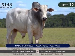 Touro Nelore P.O. TWR 5148 à venda