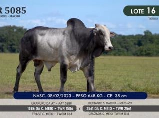 Touro Nelore P.O. TWR 5085 - Genética Campeã