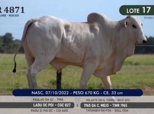 Touro Nelore P.O. TWR 4871 - Alvorada (TO)