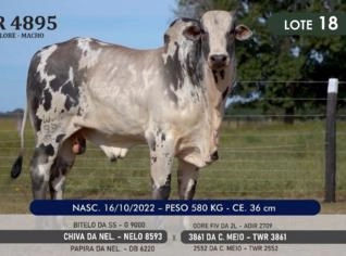 Touro Nelore P.O. TWR 4895 - Genética Campeã