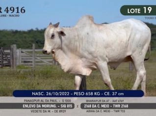 Touro Nelore P.O. TWR 4916 - Genética de Campeão