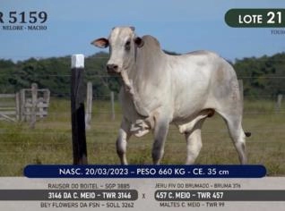 Touro Nelore P.O. TWR 5159