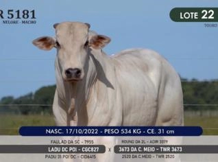 Touro Nelore P.O. TWR 5181 - Genética de Campeão
