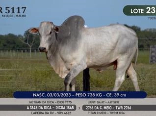 Touro Nelore P.O. TWR 5117