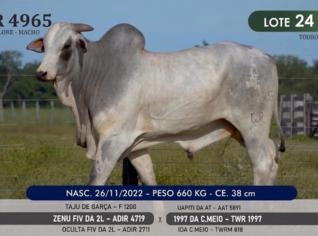 Touro Nelore P.O. TWR 4965 à venda