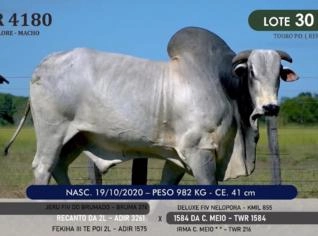 Touro Nelore P.O. TWR 4180 - Campeão em Alvorada