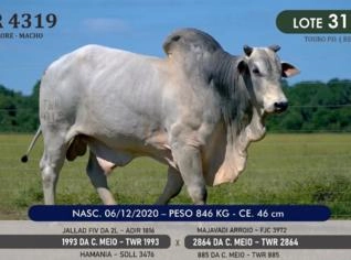 Touro Nelore P.O. TWR 4319 - Genética Campeã