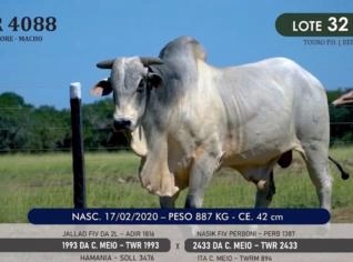 Touro Nelore P.O. TWR 4088 de Alta Genética