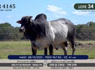Touro Nelore P.O. TWR 4145 - Campeão em Alvorada/TO