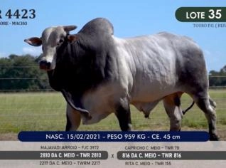 Touro Nelore P.O. TWR 4423 à venda