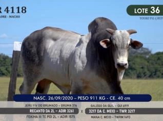Touro Nelore P.O. TWR 4118 - Campeão para o Campo