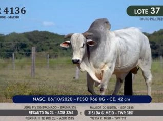 Touro Nelore P.O. TWR 4136 - Alvorada/TO