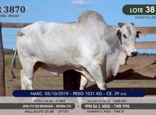 Touro Nelore P.O. TWR 3870 - Genetic Champion