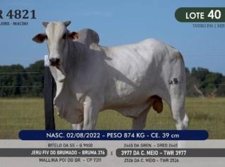Touro Nelore P.O. TWR 4821 - Campeão em Alvorada/TO