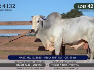 Touro Nelore P.O. TWR 4132 para Venda