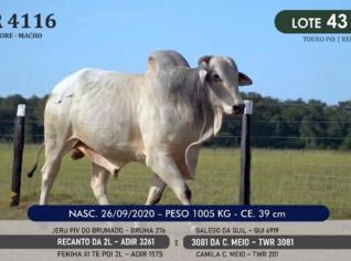 Touro Nelore P.O. TWR 4116 - Genética de Campeão
