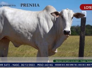 Novilha Nelore P.O. - Prenha em Alvorada, TO