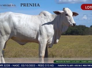 Novilha Nelore P.O. - Alvorada TO