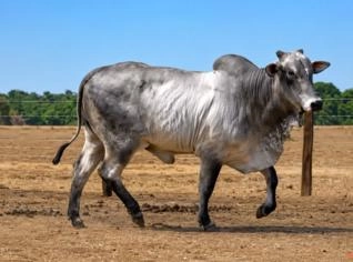 Touro Nelore PO 632 kg em Alvorada - TO