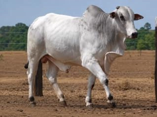 Touro Nelore PO 653 kg em Alvorada/TO