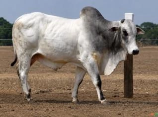 Touro Nelore PO - 589kg - Alvorada/TO