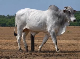 Touro Nelore PO 708 kg - Alvorada - TO