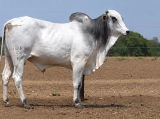 Touro Nelore PO 605 kg em Alvorada - TO