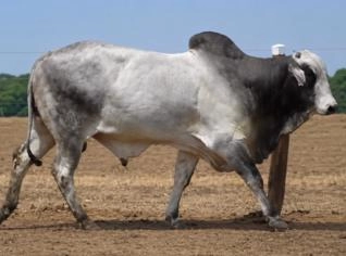 Touro Nelore PO 744kg para reprodução