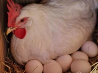 Galinhas Legorne: Alta Produção de Ovos