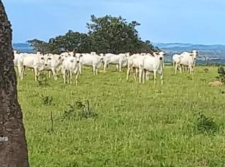 Fazenda em Goiás com Dupla Aptidão à Venda