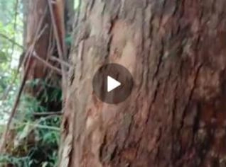 Toras de Eucalipto em Natividade da Serra