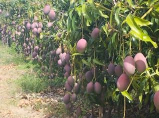 Sítio Irrigado de 90 Hectares em Juazeiro-BA