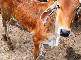 Duas Bezerras Mocha - Minas Gerais