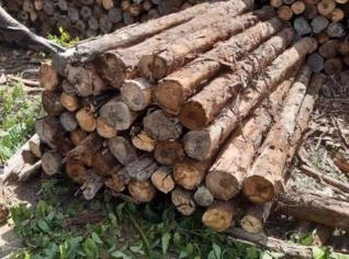 Lenha Eucalipto Alagoinhas BA - Alta Qualidade