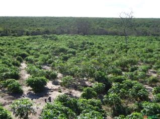 Arrendamento de Fazenda para Energia Solar/Eólica