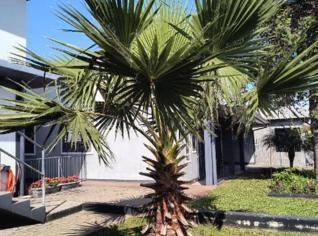 Palmeira de Leque - Washingtonia filifera