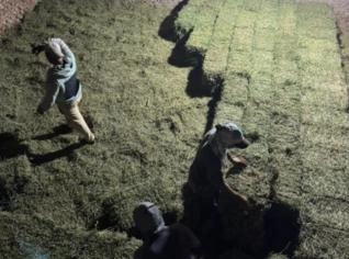 Alfafa Premium em Fardos - Itajaí, SC