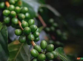 Óleo Vegetal de Café Verde 500ml