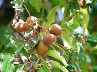 Manteiga de Karité 2Kg a 27Kg - Super Hidratante