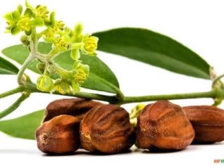 Óleo Vegetal de Jojoba 1L - YBI Brazil