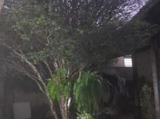 Árvore de Jabuticaba 30 Anos à Venda