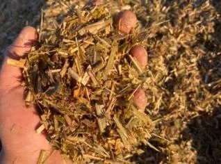 Silagem de Sorgo com Capim - Nutriente e Sabor