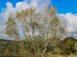 Oliveiras Adultas 10 Anos para Venda