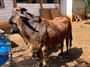 Vaca Leiteira para Parir - Grande e Mansa
