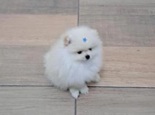 Filhote de Spitz Branco Perolado à Venda