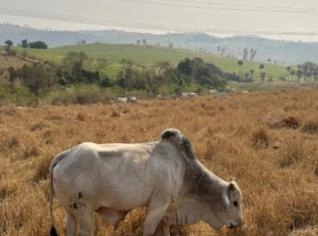 160 Vacas Nelore PA - 6 Anos
