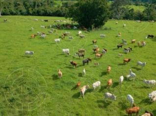 Fazenda Pecuária à Venda em Rondônia