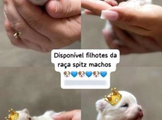 Filhote de Spitz - Lulu - 20 dias