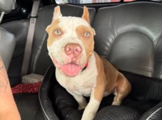 Filhote American Bully 4 Meses - Saúde e Energia